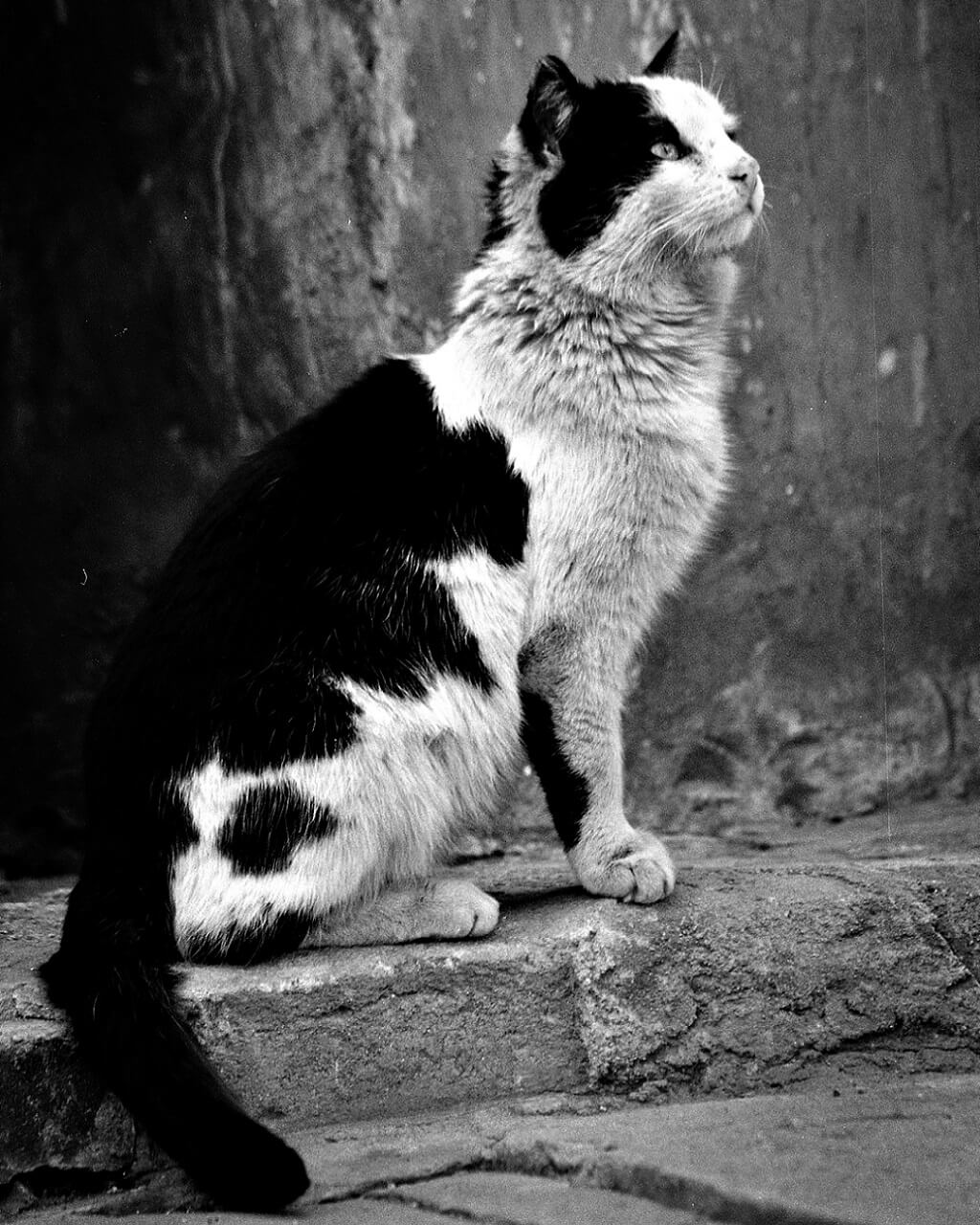 Bild schwarz-weiße Katze die gespannt schaut